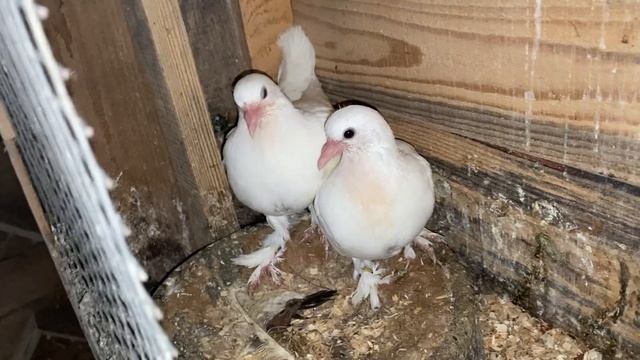 Как определить Здоровье Голубятни? ЗДОРОВЫ ГОЛУБИ - ЗДОРОВЫ ПТЕНЦЫ! смотреть онлайн