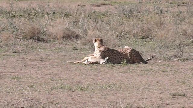 Cheetah Chase - Nov 2017 смотреть онлайн