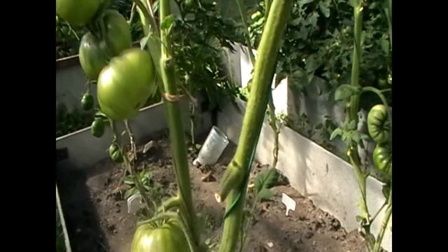 Срочно спасаем томаты! смотреть онлайн