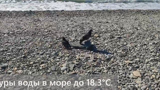 20 октября 2020 / Ольгинка/ Погода, море и среднестатистические температуры воды в Черном море. смотреть онлайн