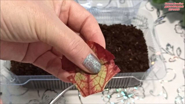 Быстрое РАЗМНОЖЕНИЕ ФРАГМЕНТОМ ЛИСТА ? Декоративных БЕГОНИЙ смотреть онлайн