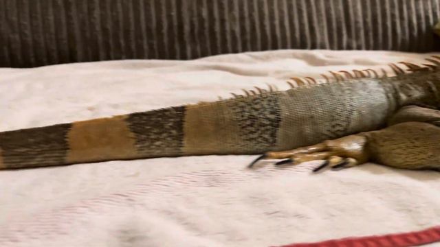 Мой домашний дракон 😳! Кто это? Напиши в комментариях смотреть онлайн