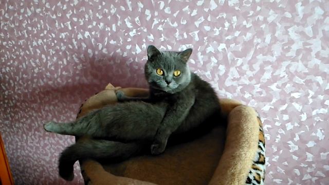 Кот Тихон вылизывается / скоттиш страйт, шотландская прямоухая смотреть онлайн