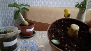 Спасаем Адениум. И не удачные прививки. Гибель каудекса.