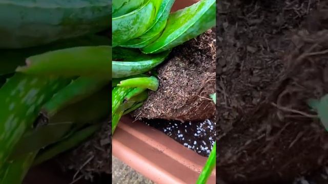 Пересадка отростков алоэ #алоэ #растение #пересадка #отросток смотреть онлайн