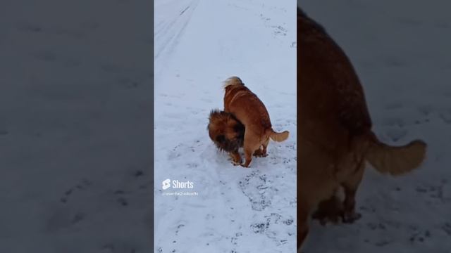 Степан и Тузик смотреть онлайн