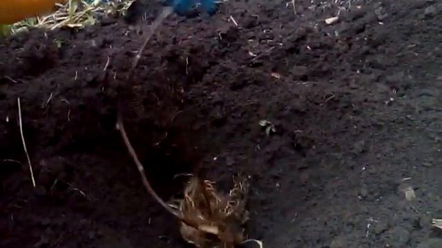 Сажаем Актинидию.Киви. смотреть онлайн