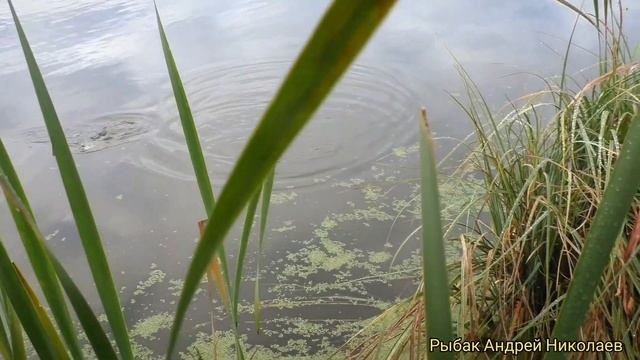 Мормышинг. Портновская. Рыбак Андрей Николаев. 17.10.2020. Ловля окуня на мормышку спиннингом. смотреть онлайн