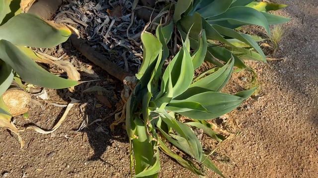 Lovely Laguna Lake - Stop 2 Part 1 Agave Plants смотреть онлайн