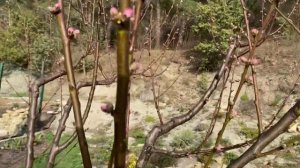 Персик набирает цвет! Обработка по розовому бутону.