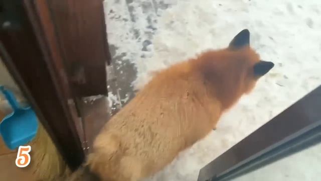 ЛИСЯО. Алиса - Лиса. Необычная еда для лисы