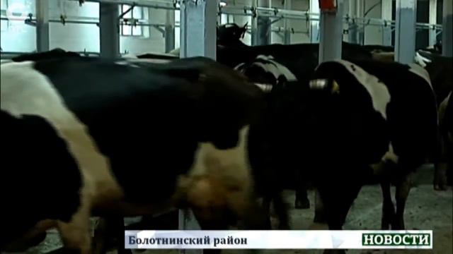 В одном из хозяйств Болотнинского района раньше срока скот переводят в зимние корпуса смотреть онлайн