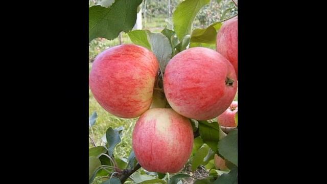 Обзор сорта яблоня 