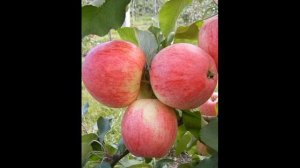 Обзор сорта яблоня "Мельба" (характеристики, свойства, фото)