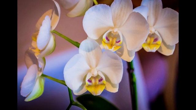 Самые красивые орхидеи. The Best Photos Of Orchids