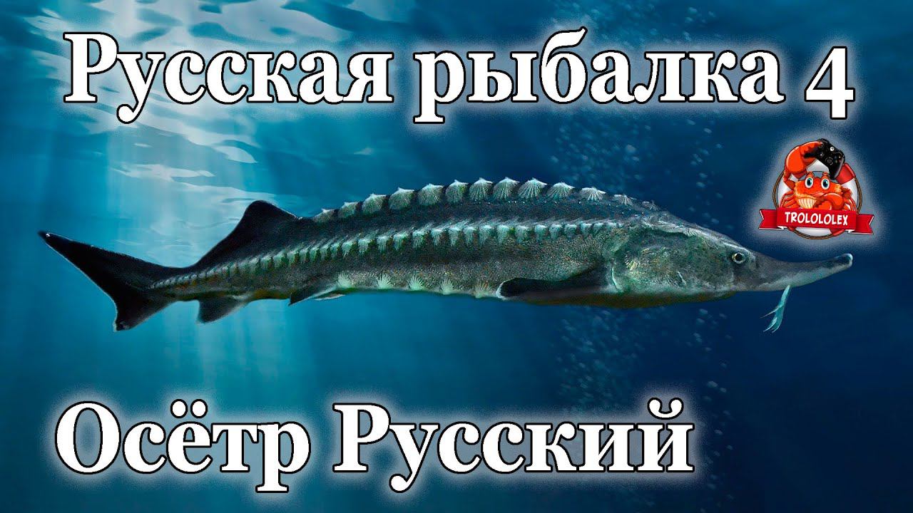 Русская рыбалка 4 Осетр Русский смотреть онлайн