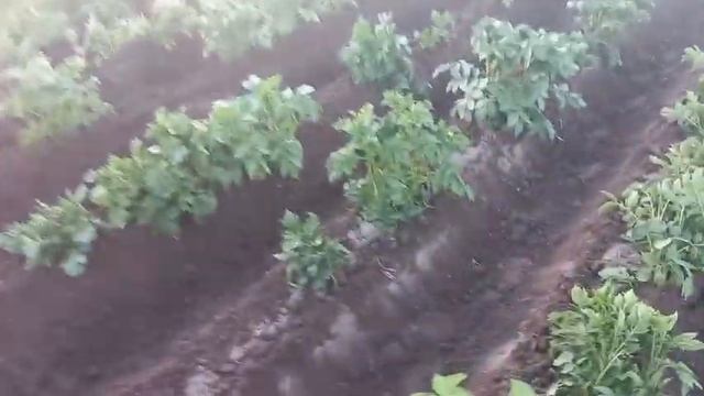 Окучивание картошки самодельным МТ смотреть онлайн
