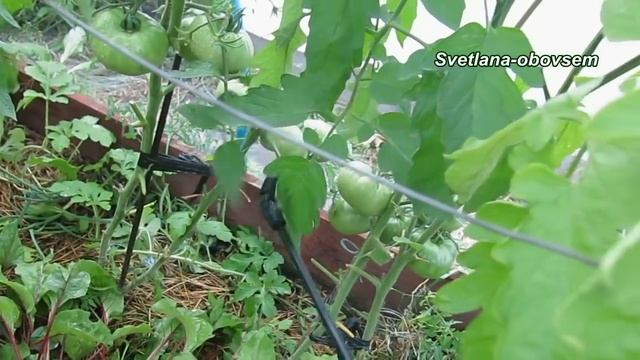 ВЕРШИННАЯ ГНИЛЬ -ЗАГНИВАНИЕ ТОМАТОВ..СУПЕР БЫСТРОЕ ЛЕЧЕНИЕ ..ПРОФИЛАКТИКА.. смотреть онлайн