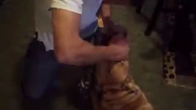 Me and my Shar-pei/Pitbull mix "Papa"! смотреть онлайн