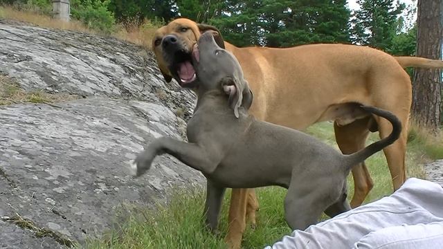 2015-07-13 Three Ridgebacks & Pitbull