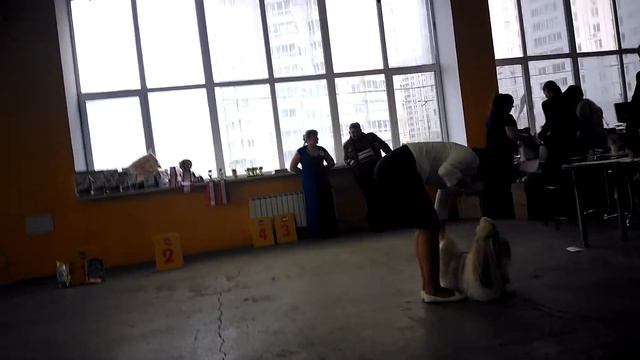 8.04.2017 кобель класс победителей ,сравнение ЛК смотреть онлайн