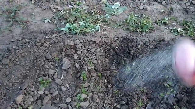 На рынке.Глаза разбегаются.Клубника, цветы,кусты смотреть онлайн