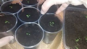 Как правильно пикировать петунии . Сеем семена горького перца.