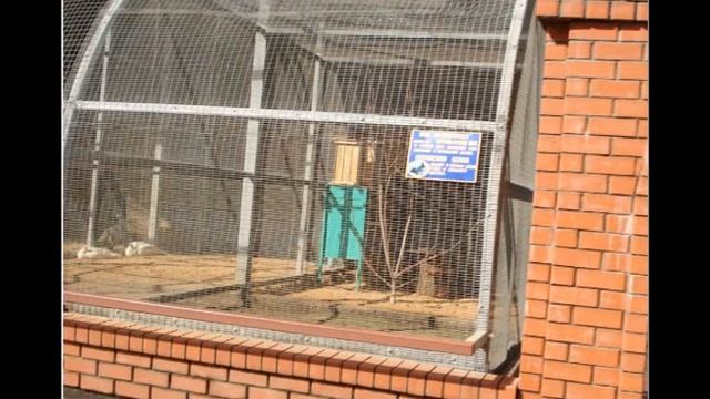 Липецкий зоопарк ч 2 Птицы смотреть онлайн