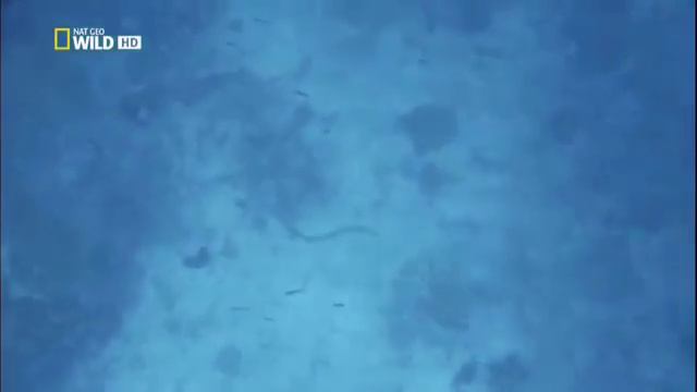 Опасный морской мир смотреть онлайн