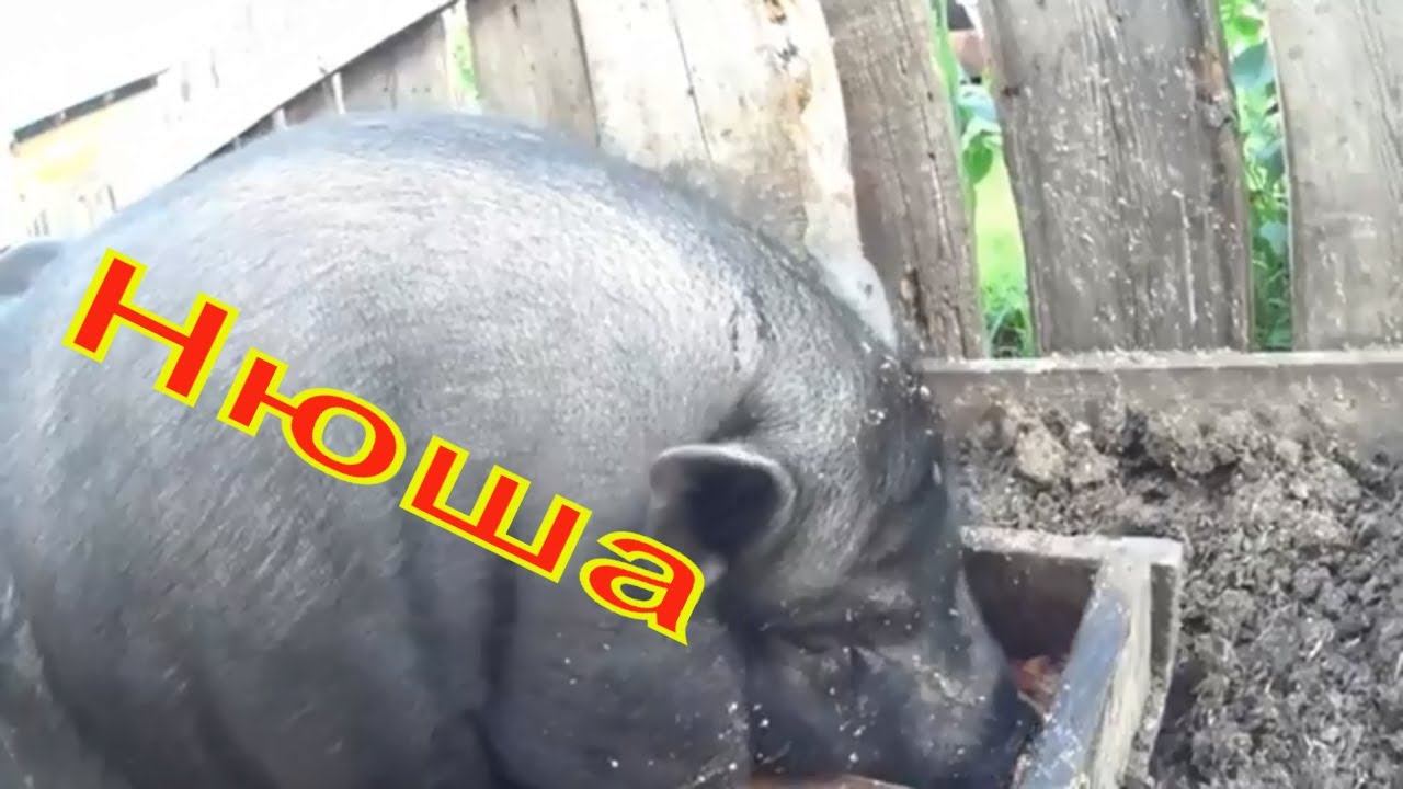 Вьетнамские Поросята Ох уж эта Нюша Зауральское подворье
