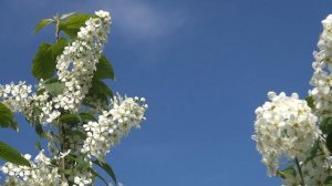 Опять черемуха в цвету