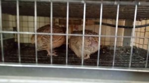 Содержание и кормление перепелок несушек