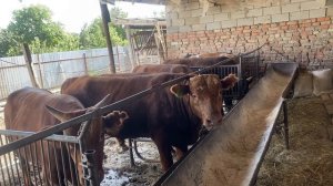 Откорм бычков ,результат за 6 месяцев ,рацион кормления ,еще месяц и на забой!!