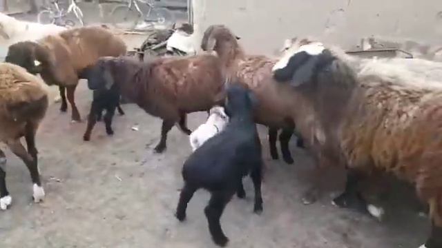 Гиссарские овцы с ягнятами по 100000тг,+77078440612 смотреть онлайн