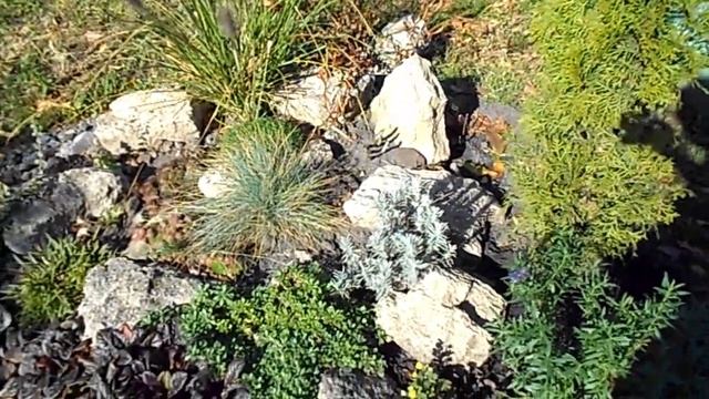 ДАЧА В ОКТЯБРЕ .И ВСЕ ТАКИ ОНА ЛУЧШАЯ,КРУПНОЛИСТНАЯ ГОРТЕНЗИЯ. смотреть онлайн