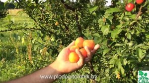 Алыча сорт Ветразь-2