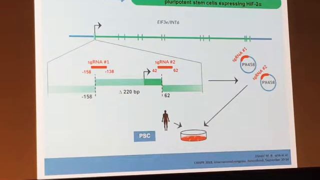 ПОЛУЧЕНИЕ ГЕНЕТИЧЕСКИ МОДИФИЦИРОВАННОЙ ЛИНИИ ПЛЮРИПОТЕНТНЫХ СТВОЛОВЫХ КЛЕТОК ЧЕЛОВЕКА, ЭКСПРЕССИРУЮ смотреть онлайн