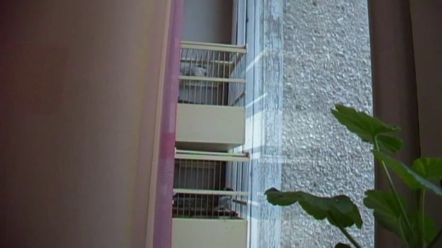 Две московки поют обе,в полный голос. смотреть онлайн