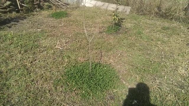 Клевер белый.маленький обзорчик смотреть онлайн
