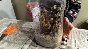 Черенкование малины. Метод буррито. Часть 2  / как правильно черенковать малину