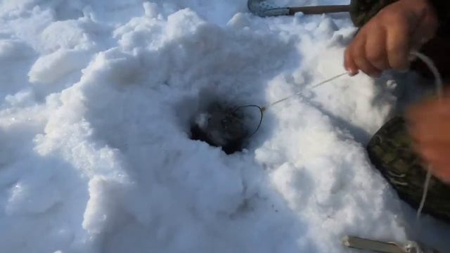 КАК МЫ ХРАНИМ ЖИВЦОВ ДЛЯ ЖЕРЛИЦ смотреть онлайн