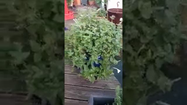 Petunie a costo zero. смотреть онлайн