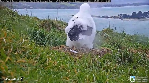 (13.07.2023) Альбатрос. Учимся ловить ветер - Albatross. Learning to catch the wind