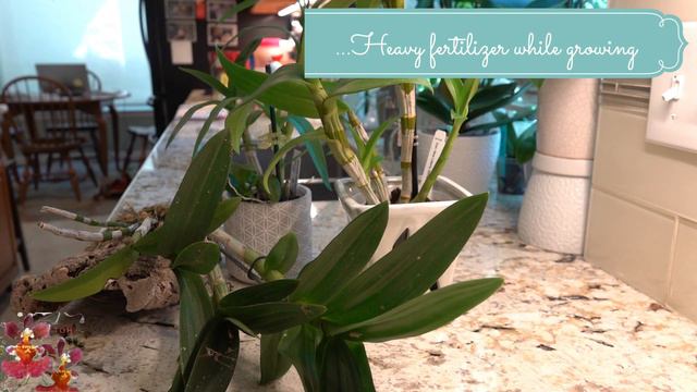 All About Dendrobium Phalaenanthe | Orchid Care, Culture, & My Dendrobium Phalaenanthe Orchids смотреть онлайн