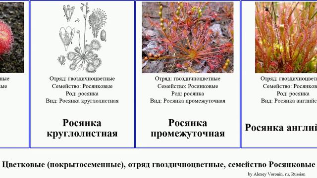 Цветковые (покрытосеменные), отряд гвоздичноцветные, семейство Росянковые росянка angiosperms Fuse смотреть онлайн
