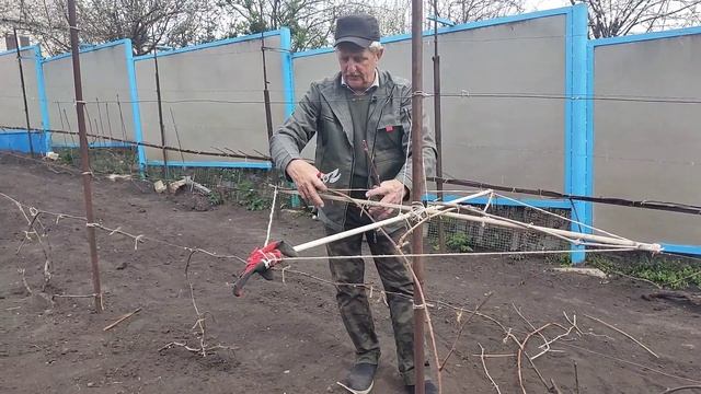 Четырех рукавная формировка виноградного куста на высоком штамбе. смотреть онлайн
