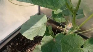 Тайские огурцы в дальневосточной теплице. Какие они? 1 июля 2020 г.