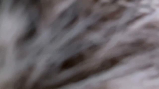 Ёж и креветка смотреть онлайн