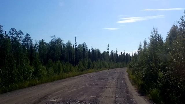 Выводок глухаря смотреть онлайн
