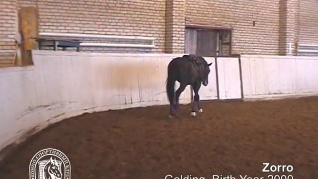 Зорро eng смотреть онлайн